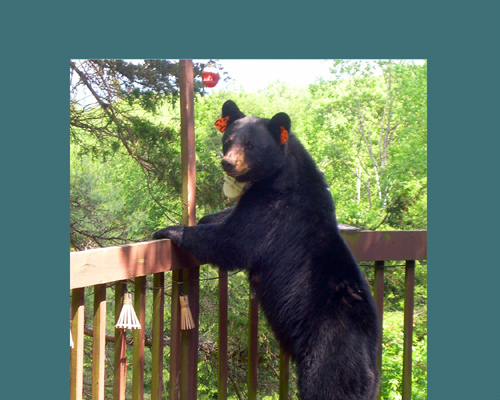 Black bear on the deck